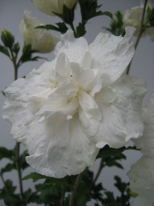 Eibisch-Hibiscus White Chiffon